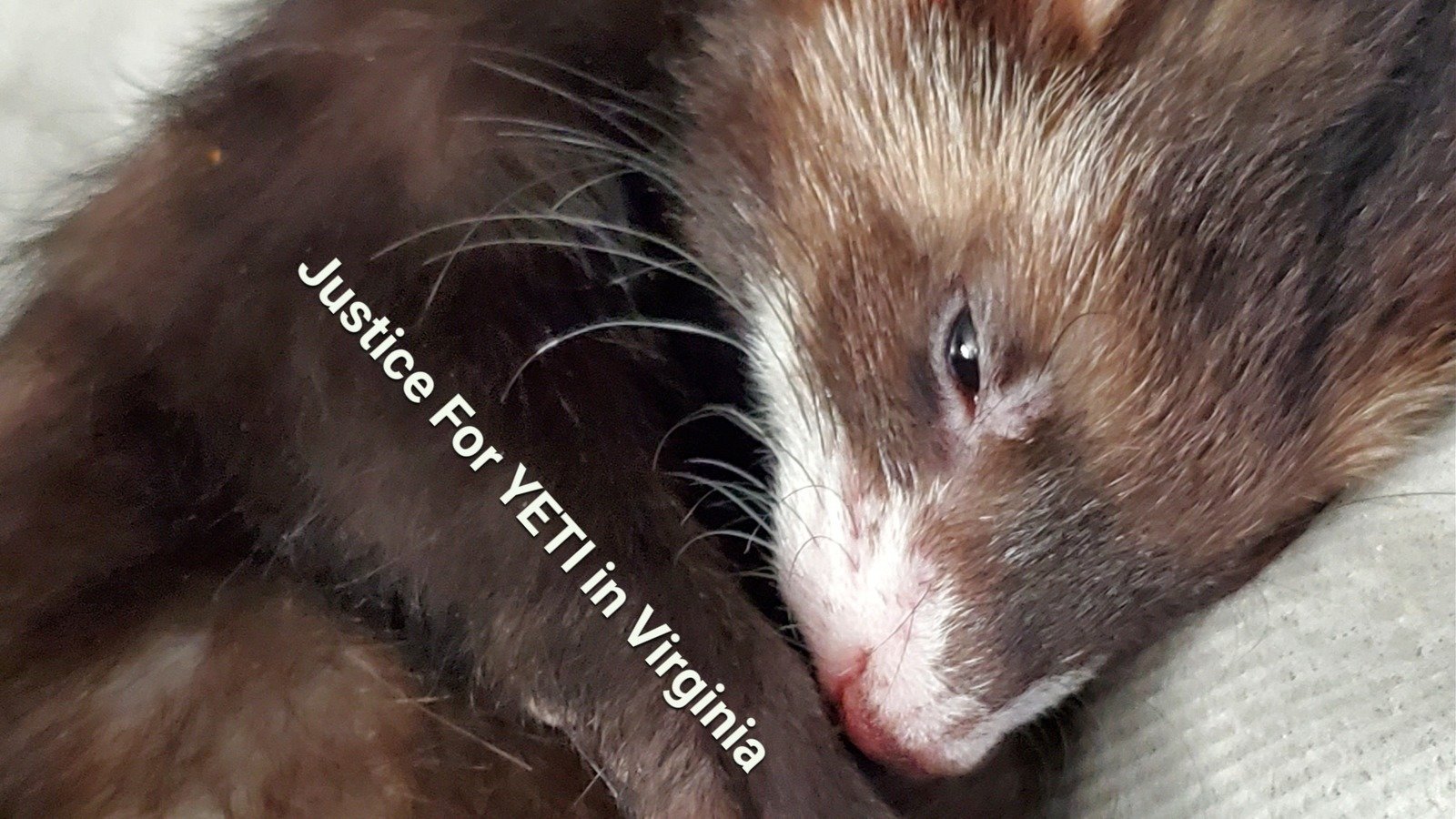 Petition · Be the voice for the VOICELESS and stop Veterinary Malpractice now United States