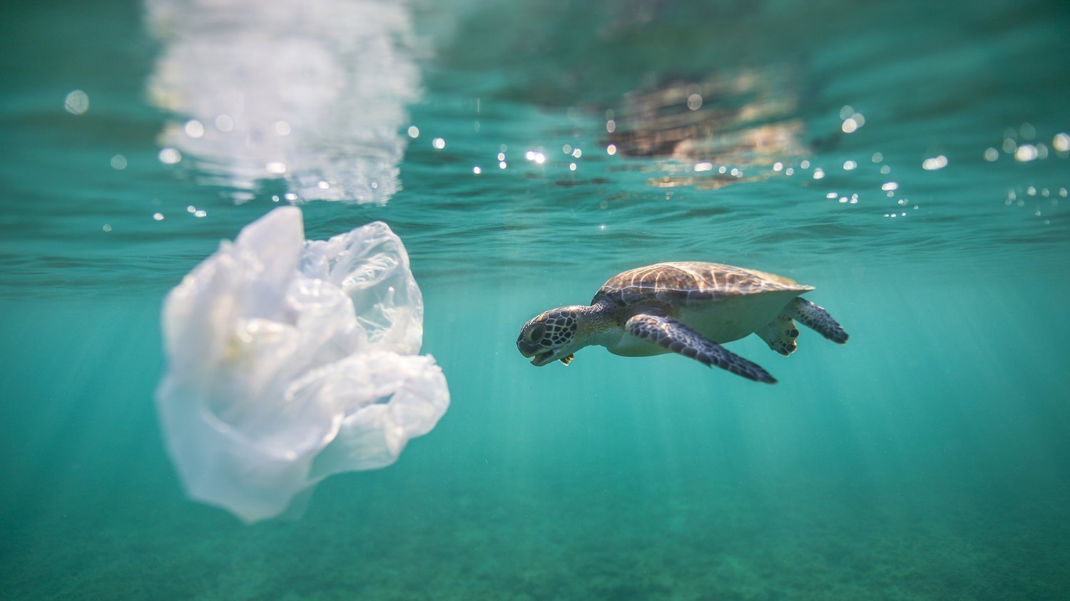 Petition The Removal Of One use Plastic Bags From Grocery Stores