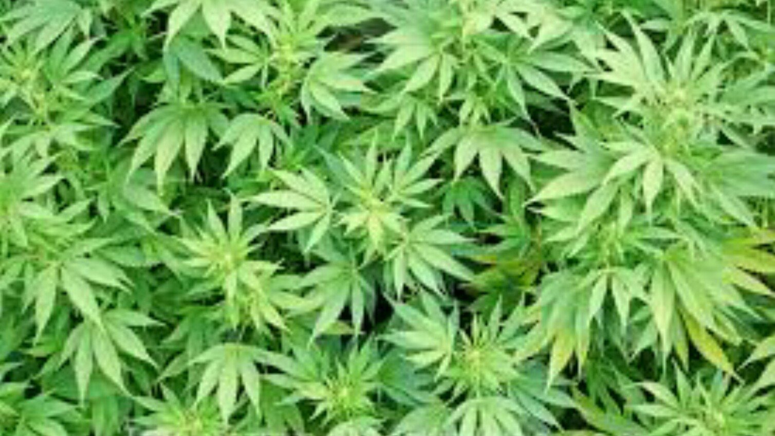 Petition · Recreational Marijuana in North Carolina - United States
