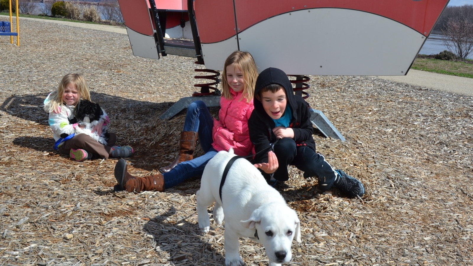 Are Dogs Allowed In Dubuque Parks