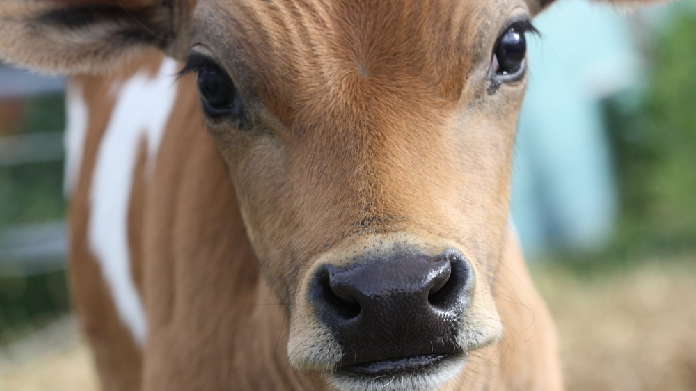 Petition · McDonalds and Tim Hortons Offer your customers NonDairy