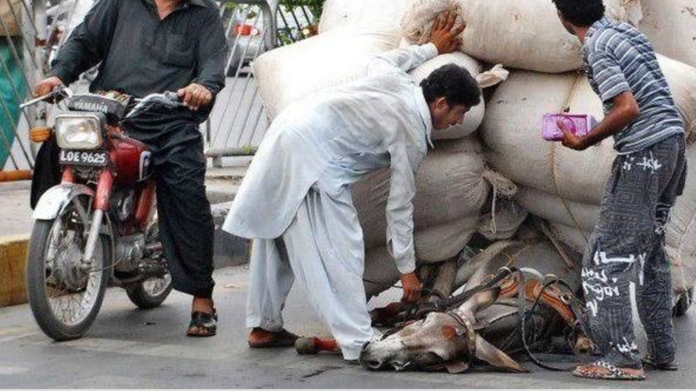 Petition · Appeal to the govt of Pakistan to update Prevention of