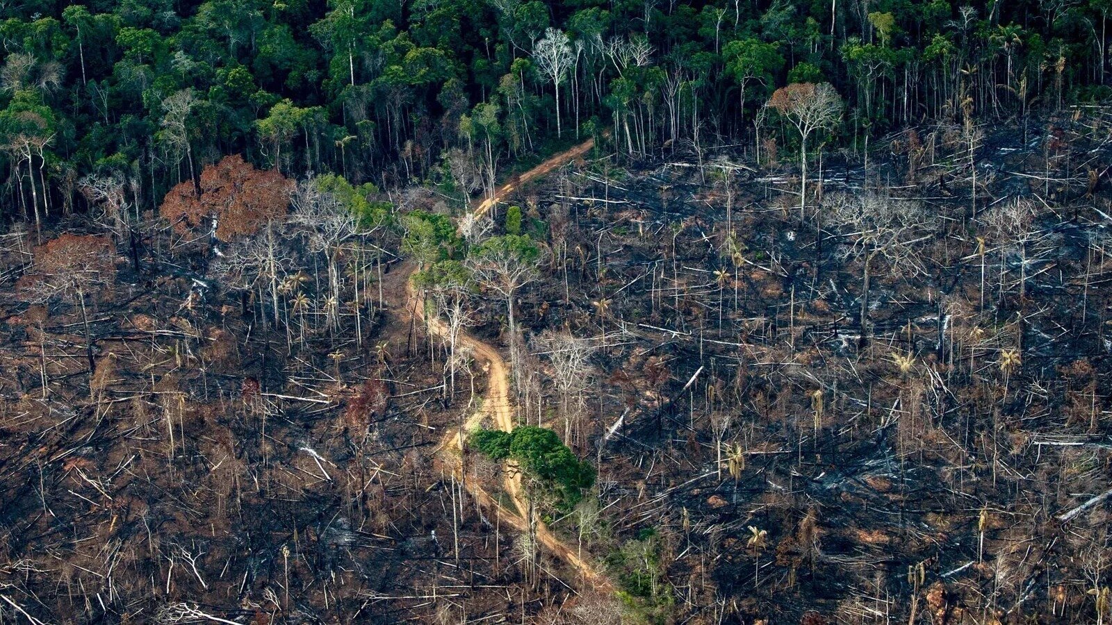 Petition · Leaves of Change Empowering Action Against Deforestation