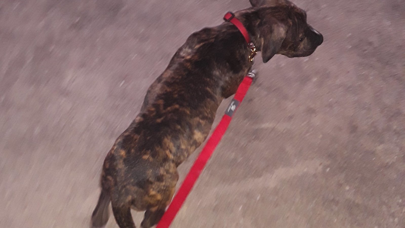 Petition · Allow pitbulls to live in apartment complexes!!! ·