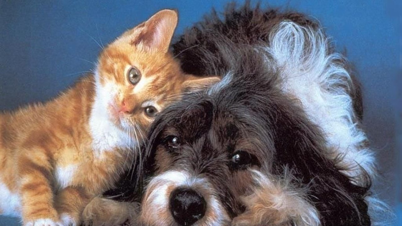 Petition Equal Rights For Cats And Dogs Change