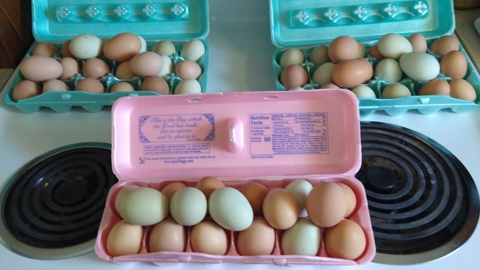 Petition · Allowing Backyard Chickens in Whiteland Let them eat eggs