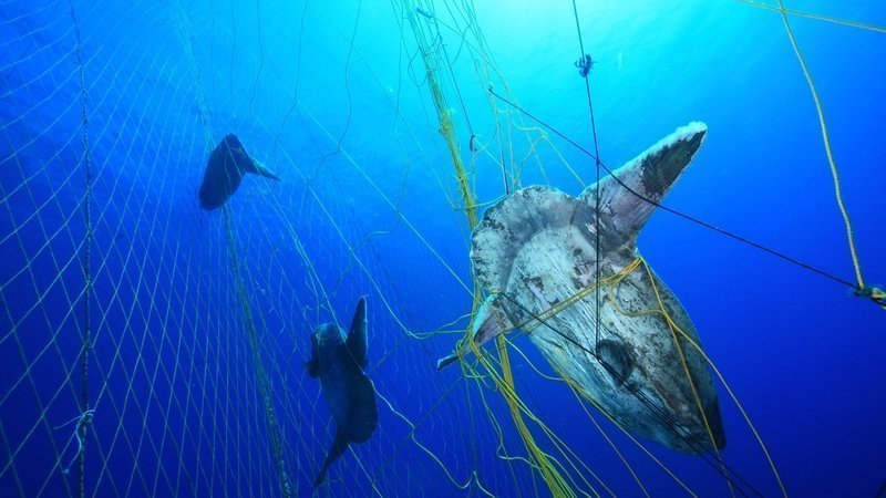 Petition · Ban The Sale of Greenpeace's Seafood Red List ...
