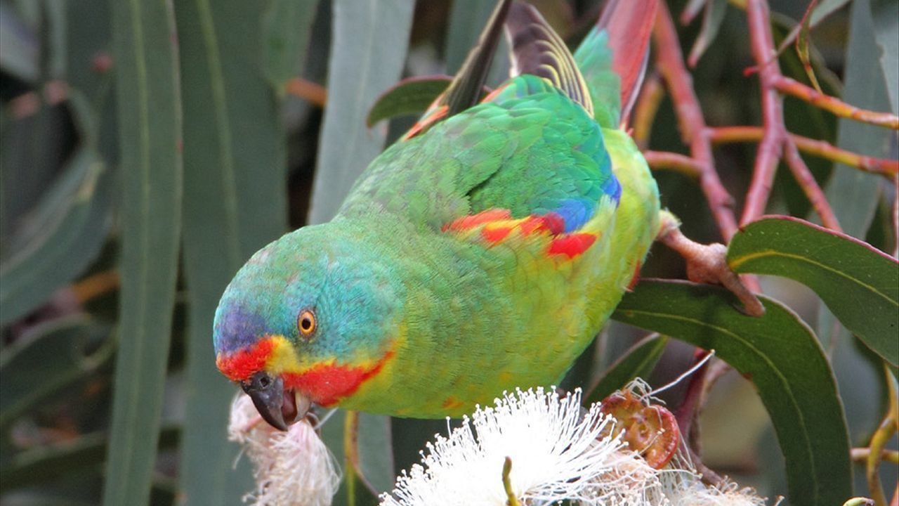 Petition · Stop the introduction of Dingoes into The Eynesbury Grey Box