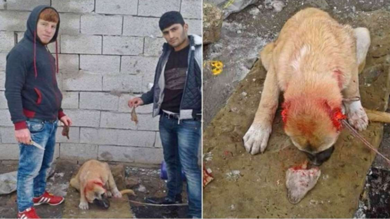 Petition · Stop hurting animals! · Change.org