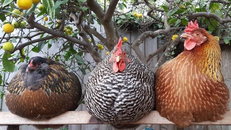Petition · Lowering Chicken Owning Zoning laws for Cheshire United