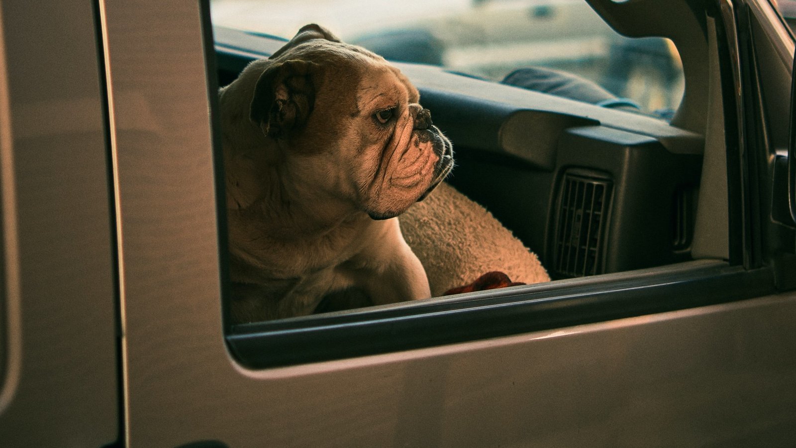 Petition · Make leaving dogs in hot cars illegal United Kingdom