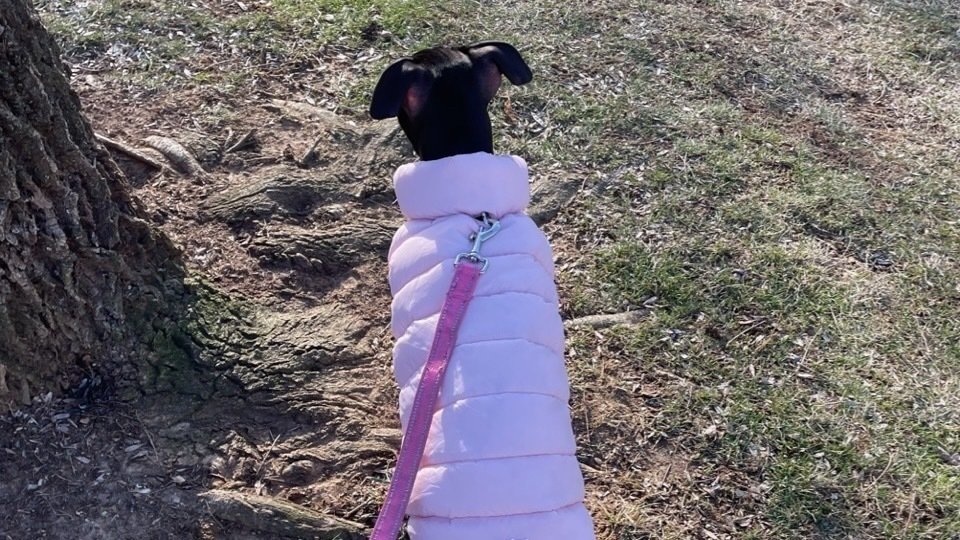 Petition · Goshen Valley Dog Park ·