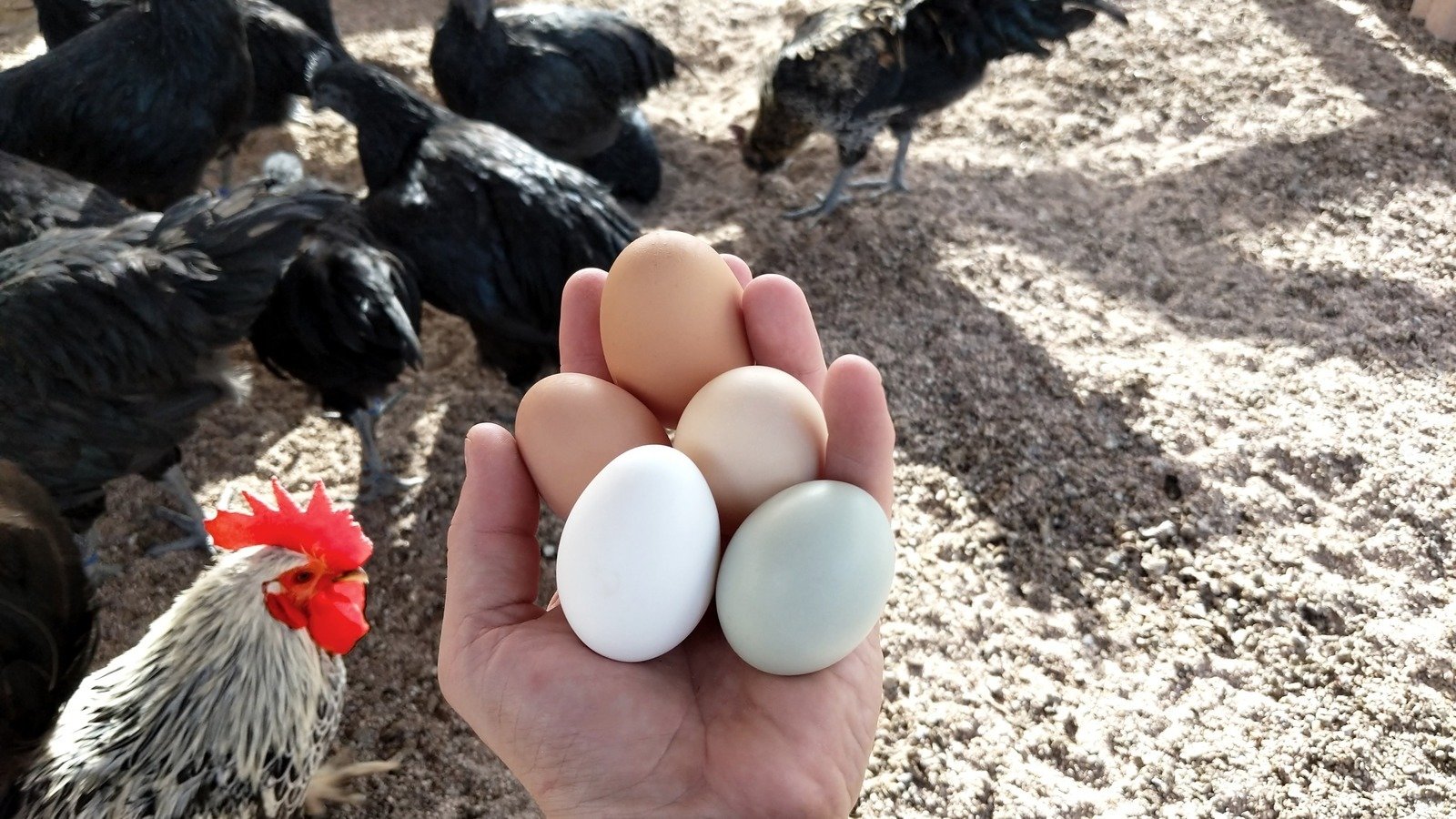 Petition · Allow backyard chickens in Woodland Village (NV) Cold