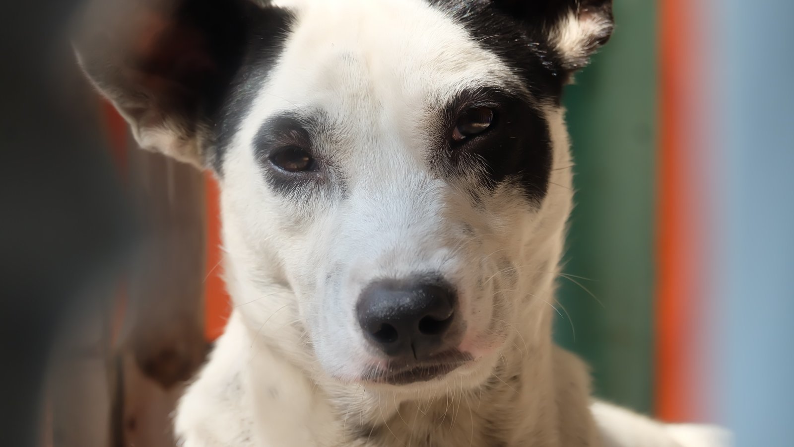 Petition · Stray Dog's Overpopulation "Euthanasia is not the solution