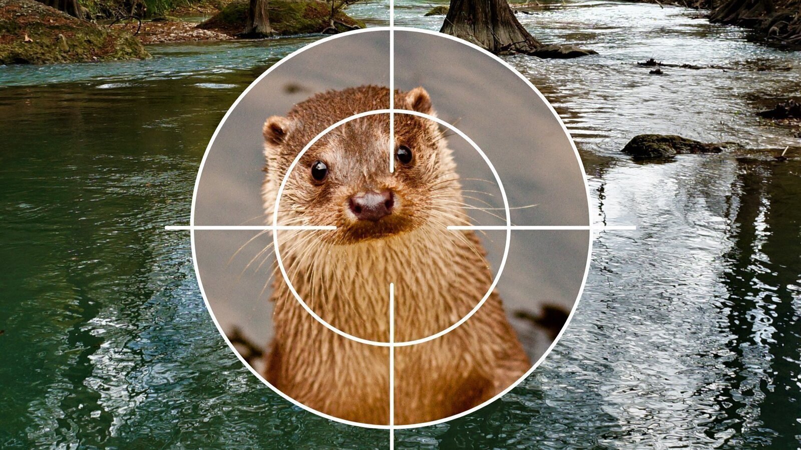 Petition · RETTET DEN OTTER SCHÜTZEN STATT SCHIEßEN Deutschland