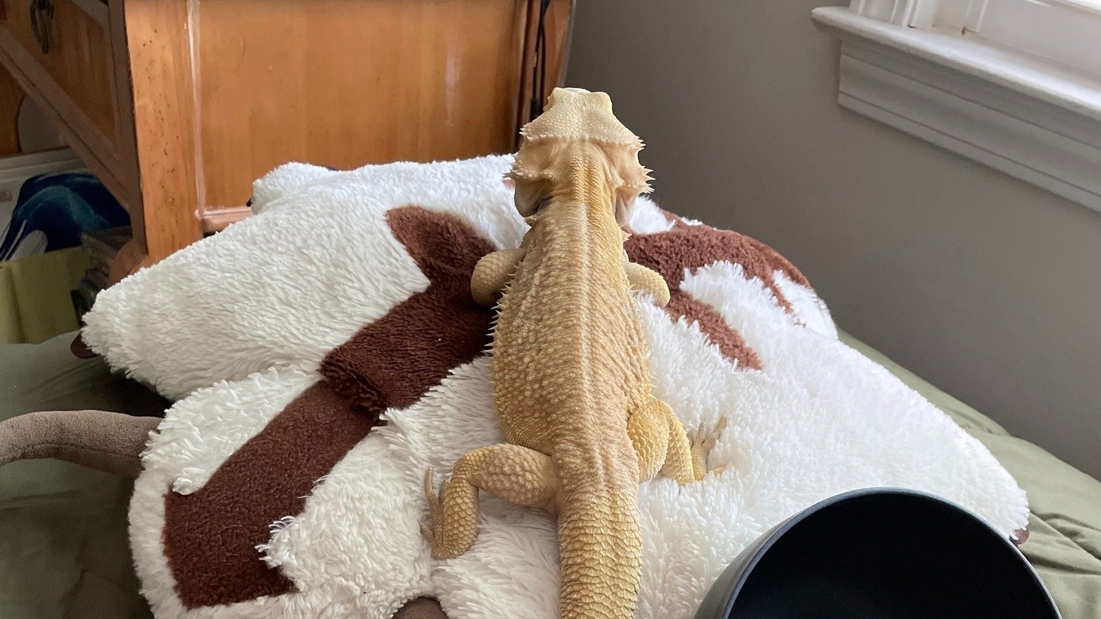 Petition · Allow Reptiles as ESAs on Campus at RWU United States