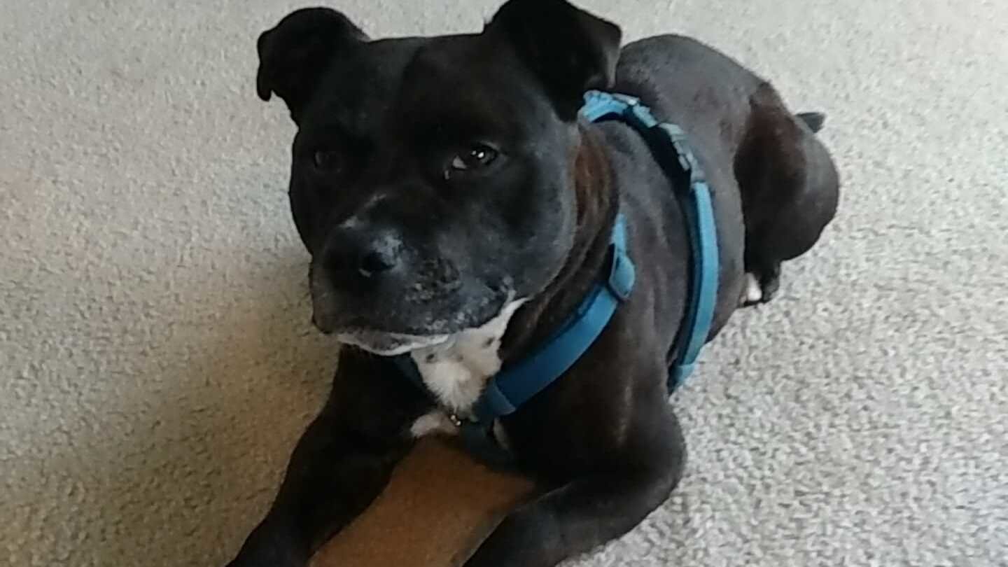 Petition · Municipalities please change current breed specific bans to