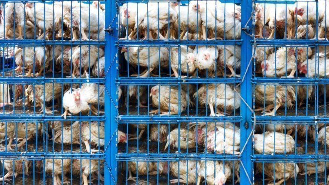 Stop Factory Petition · Stop Factory Farming in Australia - Australia · Change.org