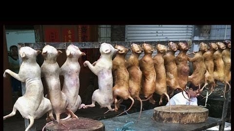 Petition · Please stop the Yulin Festival forever;the dogs don't