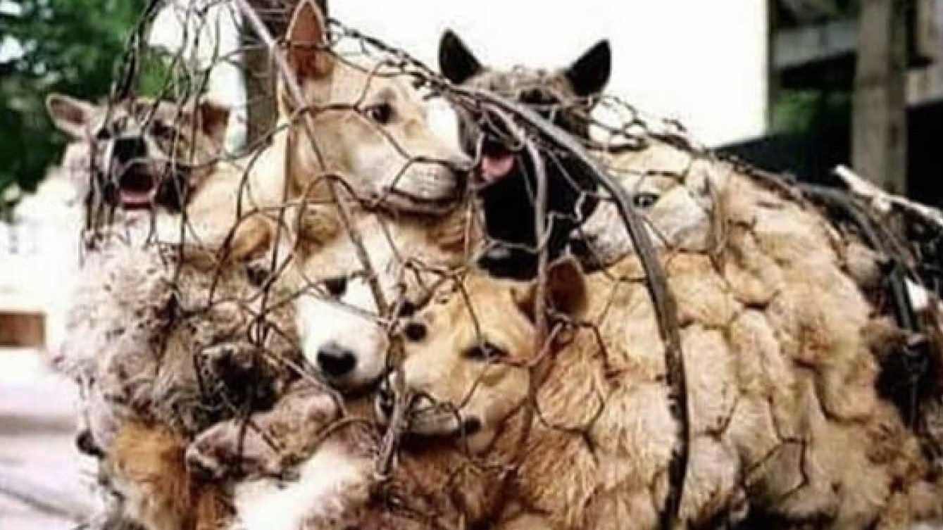 Kampanya · Köpek yiyen çinlileri boykot et, Çin malı veya Çin de