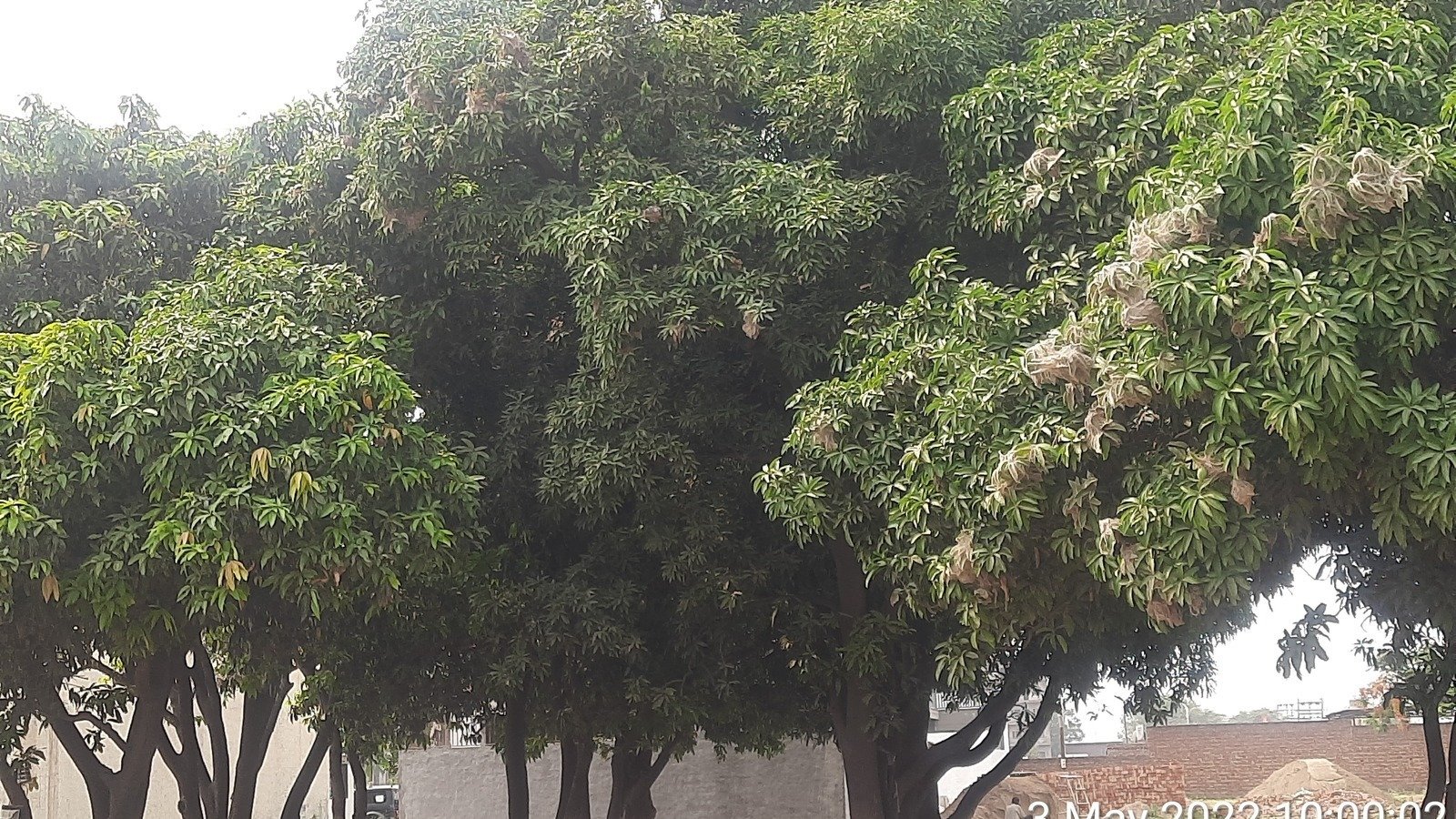 Petition · SAVE 12 MANGO TREES IN TDI CITY MOHALI ·