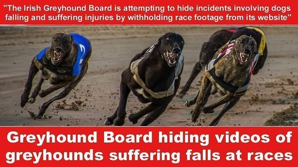 irish greyhound racing board