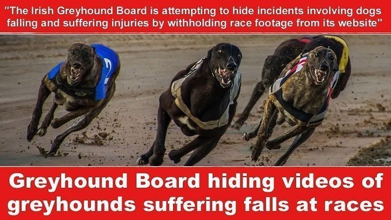 igb irish greyhound board