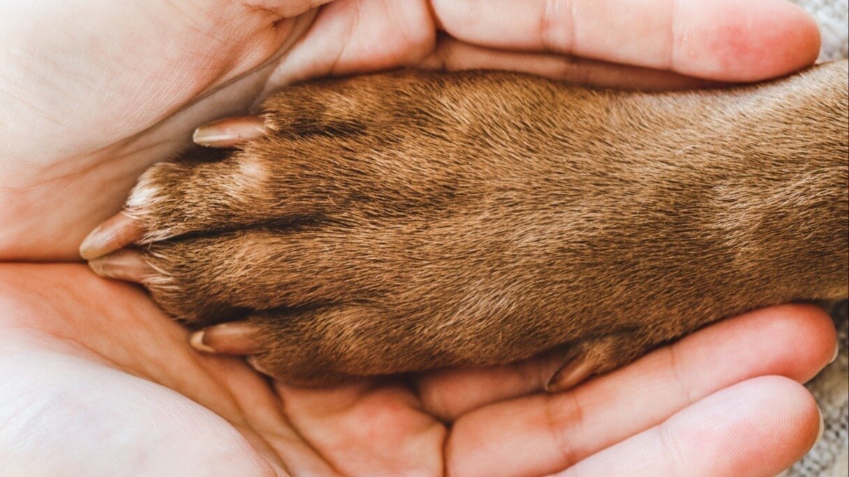 Petition · Animal and worker welfare concern Include Dog Walking