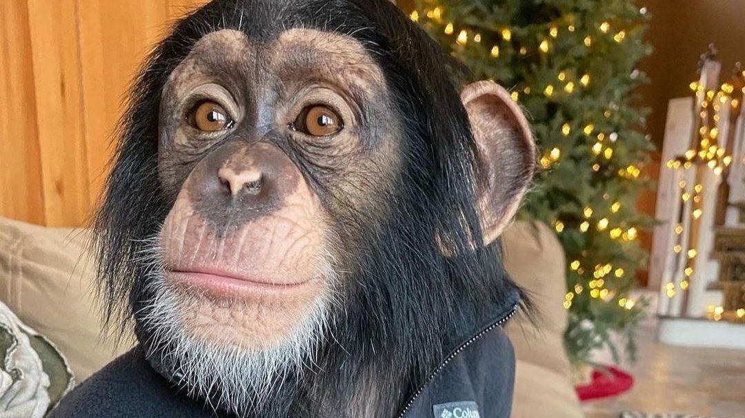 Petition · I want monkeys to be legal to own in virginia. They're dope