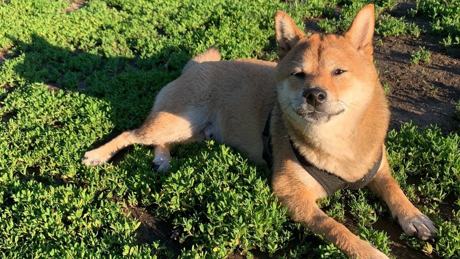 Petition · Allow Dogs on the Main Lawn During OffLeash Hours at Brower