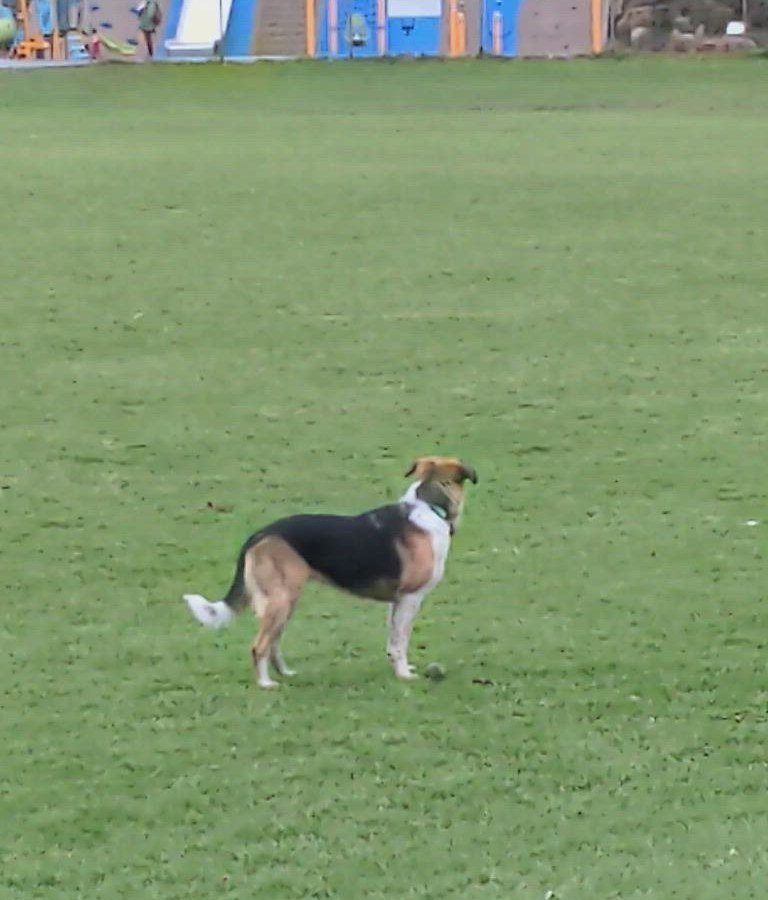 Petition · Loosen Vancouver's OffLeash Bylaws Vancouver, Canada