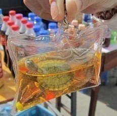 live turtle keychain for sale