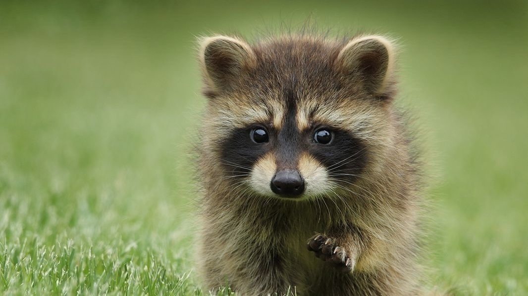 Petition · Make Raccoons Legal In Nevada ·