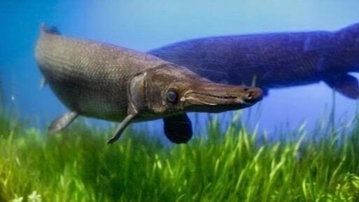 Petitions about トロピカルジャイアントガー – Support Causes & Make