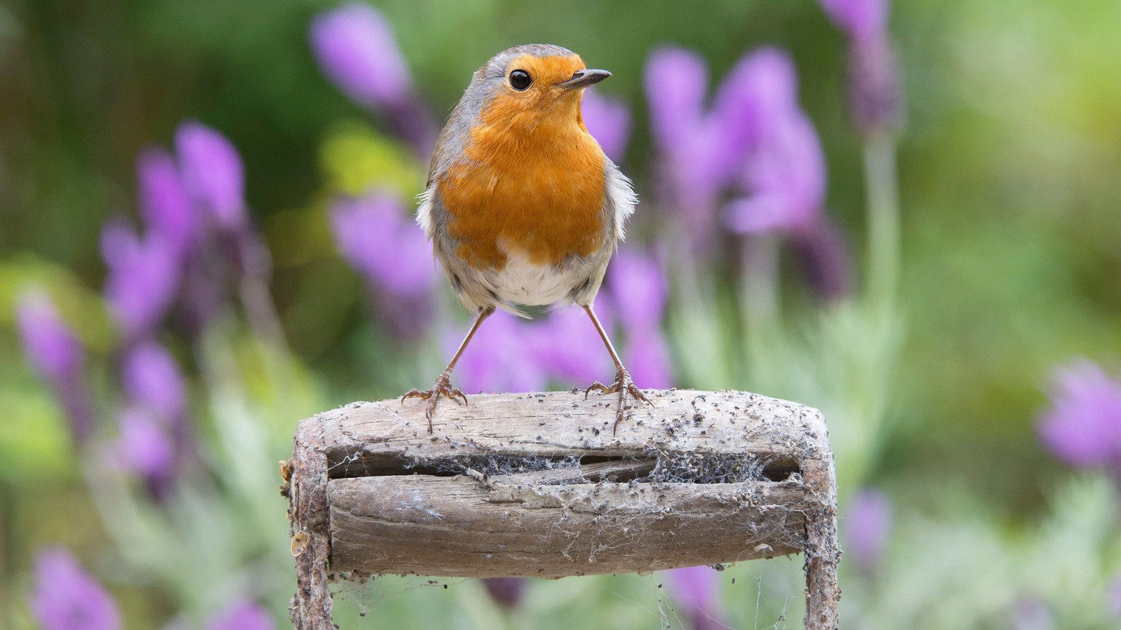 Petition · Officially adopt the Robin as the National Bird of the UK
