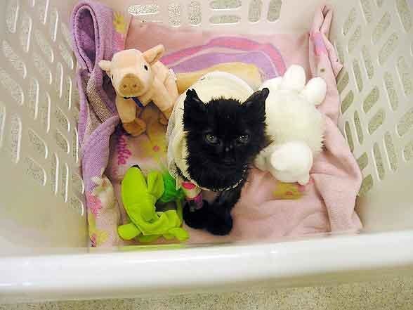 Petition Domestic Violence Against Family Pets Inclusion Very 