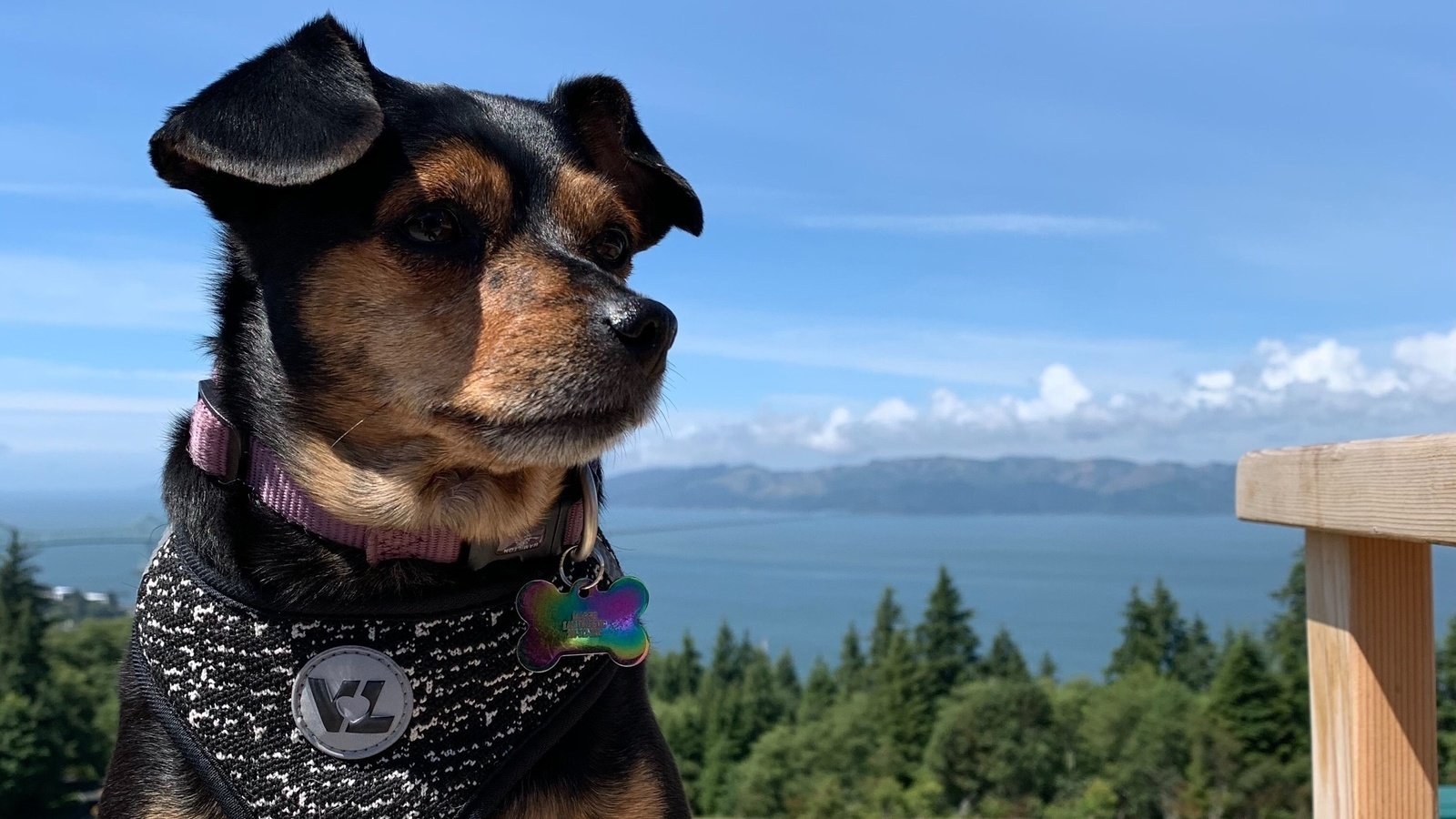 Petition · Dog Park Approval for MiniCassia United States ·