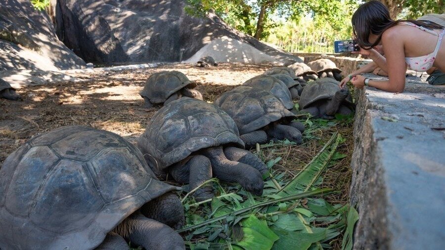 Petizione · URGENT APPEAL for ANIMAL WELFARE IN SEYCHELLES - Italia