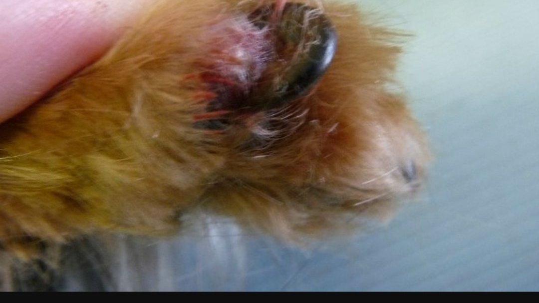 Chien Qui Se Ronge Les Griffes Pétition · Pour que le gouvernement autorise la coupe de griffes aux