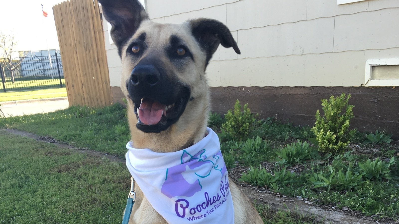 Petition · Electric dog collar recognized as a leash in Fort Worth TX