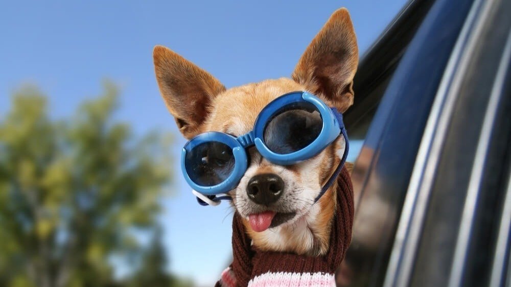 petition-claim-pets-as-dependents-on-your-taxes-change