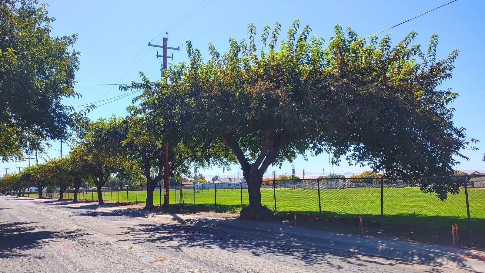 Petition · Save Bessie Avenue's Legacy Trees for a Healthier and