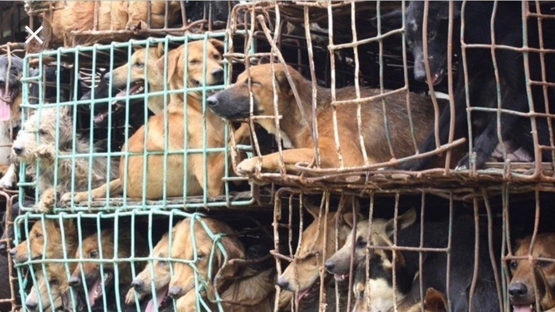 Petition · To end the dog meat trade ·
