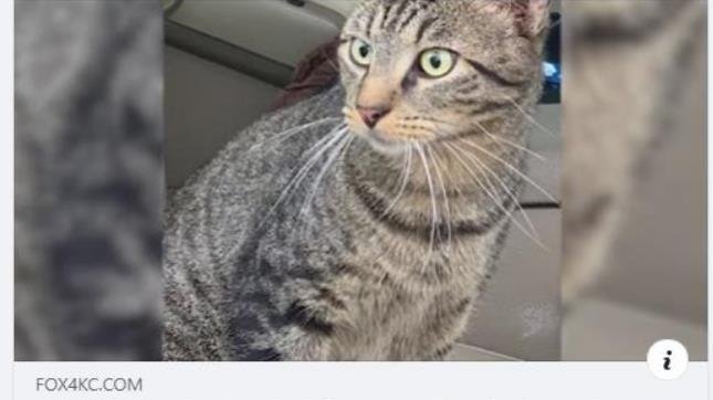 petition-make-macy-s-give-the-delivery-route-that-a-family-cat-ended