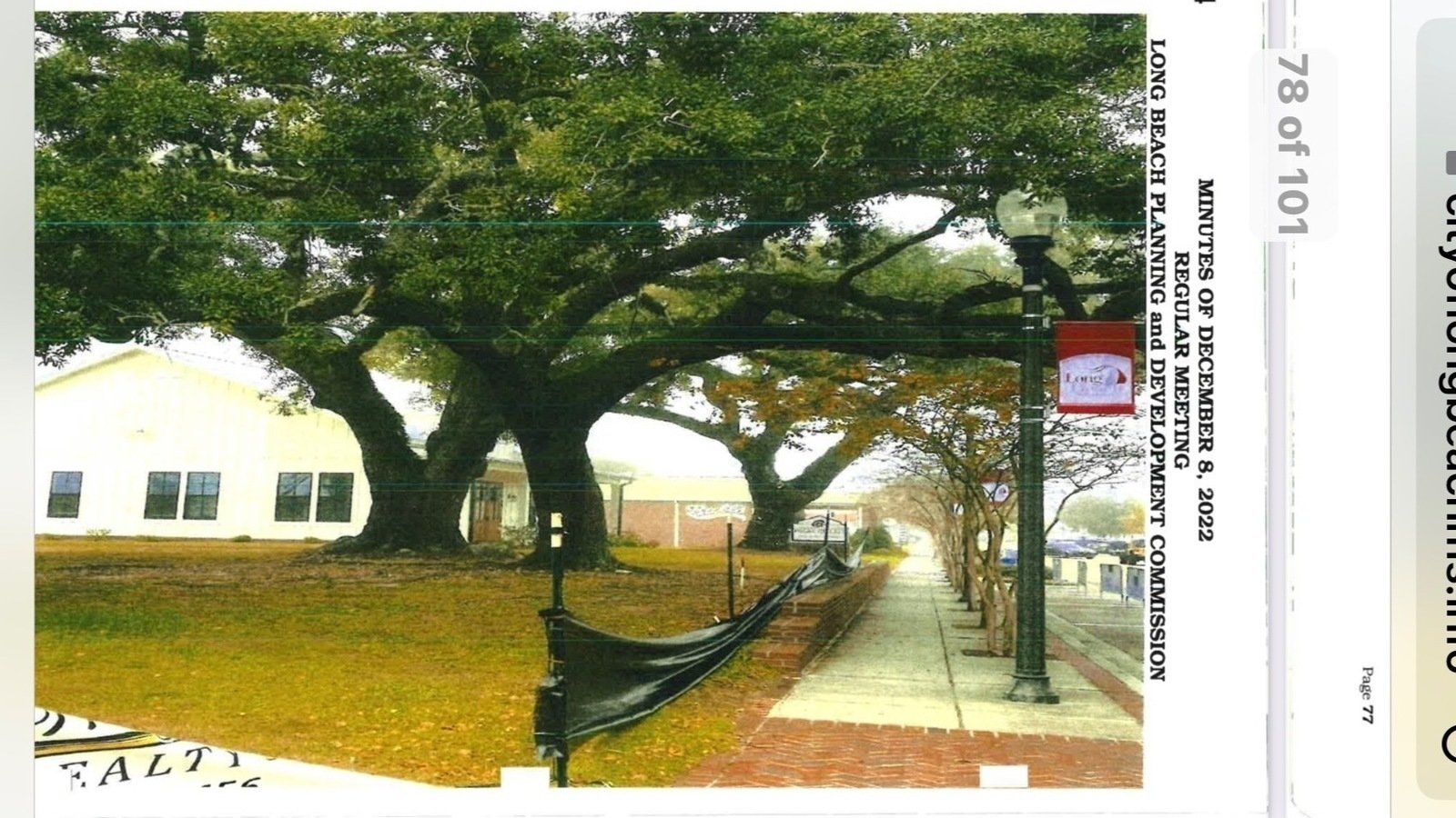 Petition · Stop live oak tree removal at corner of 4th and Jeff Davis United States ·