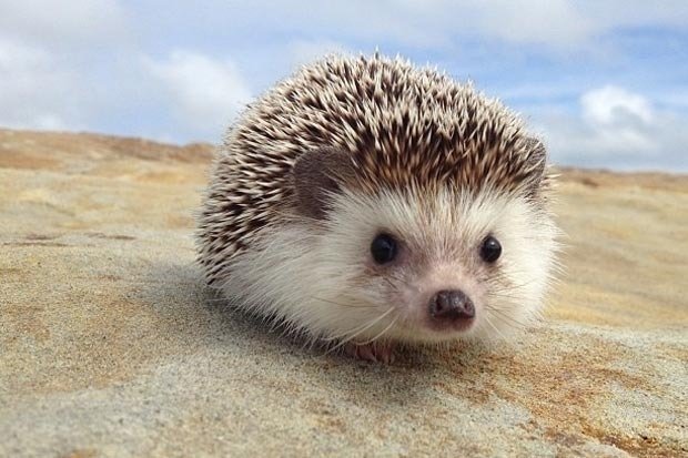 Petition · Legalize hedgehogs as pets in the state of California 