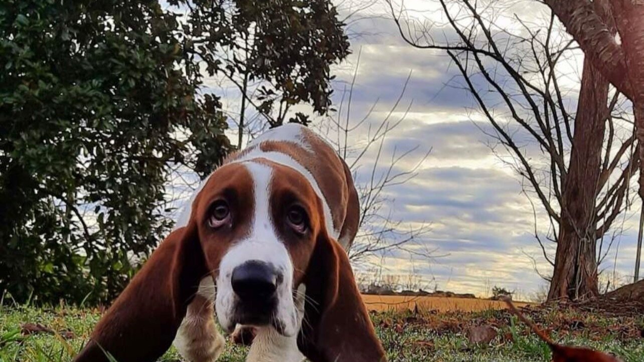 Petition · Establish a Dog and Cat Boarding Facility in Downtown