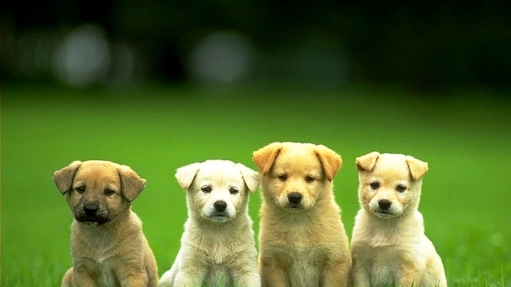 Petition · Ask the Alberta Government to rewrite the Animal Protection