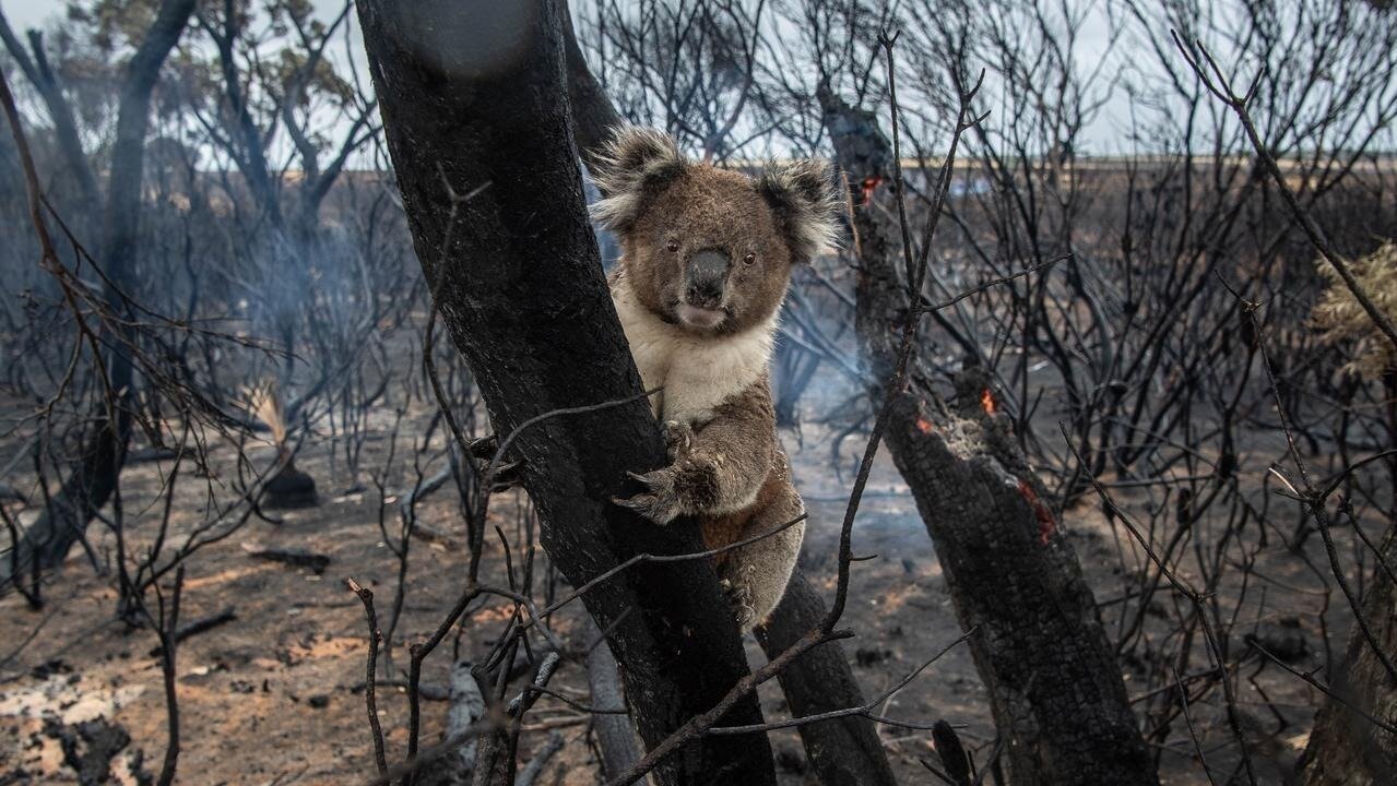 Petition · Halt Habitat Destruction and Animal Poaching Globally ...