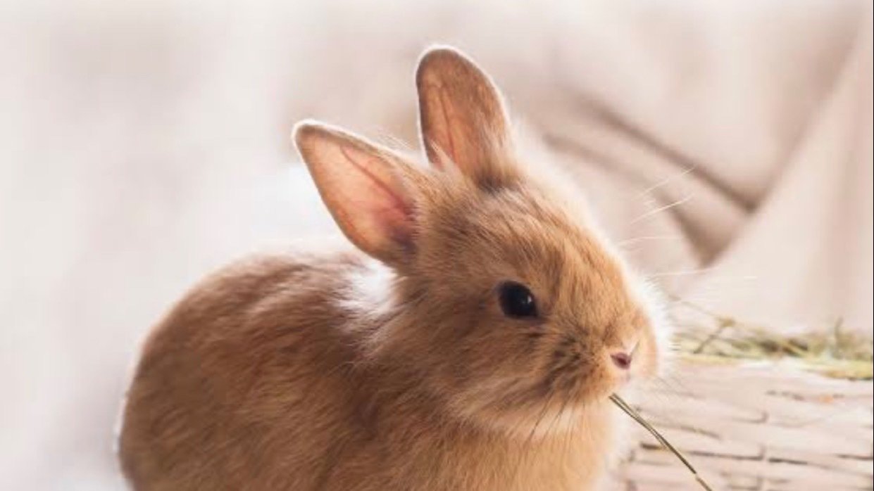 Petition · Rabbits legal again in Queensland Australia ·